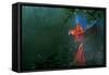 Scarlet Macaw 2-Michael Jackson-Framed Stretched Canvas