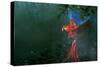 Scarlet Macaw 2-Michael Jackson-Stretched Canvas