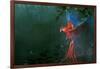 Scarlet Macaw 2-Michael Jackson-Framed Giclee Print