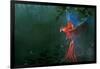 Scarlet Macaw 2-Michael Jackson-Framed Giclee Print