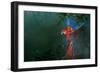 Scarlet Macaw 2-Michael Jackson-Framed Giclee Print