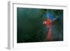 Scarlet Macaw 2-Michael Jackson-Framed Giclee Print