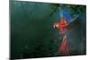 Scarlet Macaw 2-Michael Jackson-Mounted Giclee Print