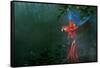 Scarlet Macaw 2-Michael Jackson-Framed Stretched Canvas