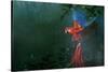 Scarlet Macaw 2-Michael Jackson-Stretched Canvas