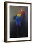 Scarlet macaw 3, 2014-Odile Kidd-Framed Giclee Print