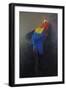 Scarlet macaw 3, 2014-Odile Kidd-Framed Giclee Print