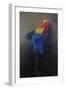 Scarlet macaw 3, 2014-Odile Kidd-Framed Giclee Print