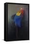 Scarlet macaw 3, 2014-Odile Kidd-Framed Stretched Canvas