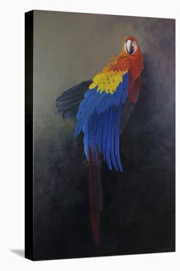 Scarlet macaw 3, 2014-Odile Kidd-Stretched Canvas