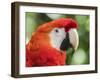 Scarlet macaw (Ara macao), Amazon Rescue Center, Iquitos, Peru-Michael Nolan-Framed Photographic Print