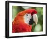 Scarlet macaw (Ara macao), Amazon Rescue Center, Iquitos, Peru-Michael Nolan-Framed Photographic Print