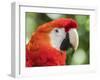 Scarlet macaw (Ara macao), Amazon Rescue Center, Iquitos, Peru-Michael Nolan-Framed Photographic Print