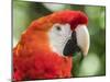 Scarlet macaw (Ara macao), Amazon Rescue Center, Iquitos, Peru-Michael Nolan-Mounted Photographic Print