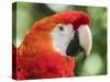 Scarlet macaw (Ara macao), Amazon Rescue Center, Iquitos, Peru-Michael Nolan-Stretched Canvas
