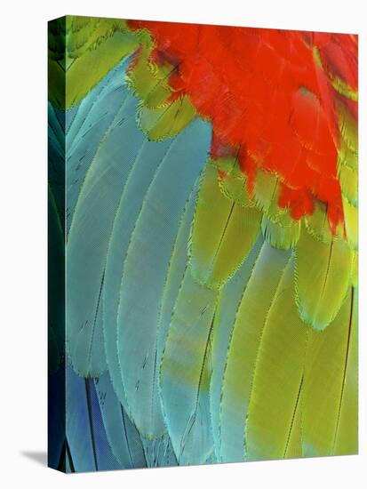 Scarlet Macaw (Ara Macao), Argentina-Andres Morya Hinojosa-Stretched Canvas