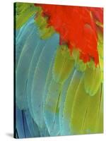 Scarlet Macaw (Ara Macao), Argentina-Andres Morya Hinojosa-Stretched Canvas