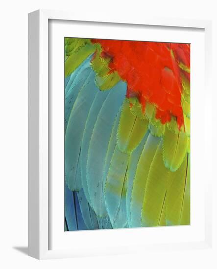 Scarlet Macaw (Ara Macao), Argentina-Andres Morya Hinojosa-Framed Photographic Print