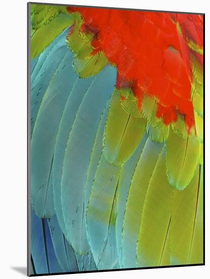 Scarlet Macaw (Ara Macao), Argentina-Andres Morya Hinojosa-Mounted Photographic Print