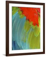 Scarlet Macaw (Ara Macao), Argentina-Andres Morya Hinojosa-Framed Photographic Print