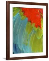 Scarlet Macaw (Ara Macao), Argentina-Andres Morya Hinojosa-Framed Photographic Print