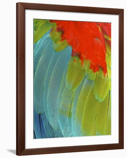 Scarlet Macaw (Ara Macao), Argentina-Andres Morya Hinojosa-Framed Photographic Print