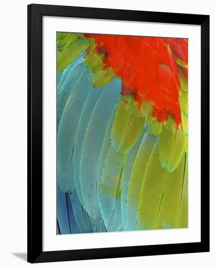 Scarlet Macaw (Ara Macao), Argentina-Andres Morya Hinojosa-Framed Photographic Print