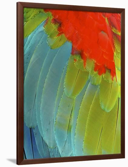 Scarlet Macaw (Ara Macao), Argentina-Andres Morya Hinojosa-Framed Photographic Print