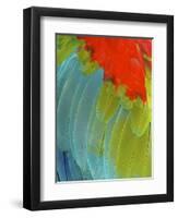 Scarlet Macaw (Ara Macao), Argentina-Andres Morya Hinojosa-Framed Premium Photographic Print