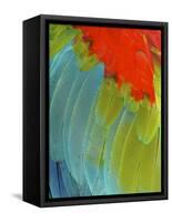 Scarlet Macaw (Ara Macao), Argentina-Andres Morya Hinojosa-Framed Stretched Canvas