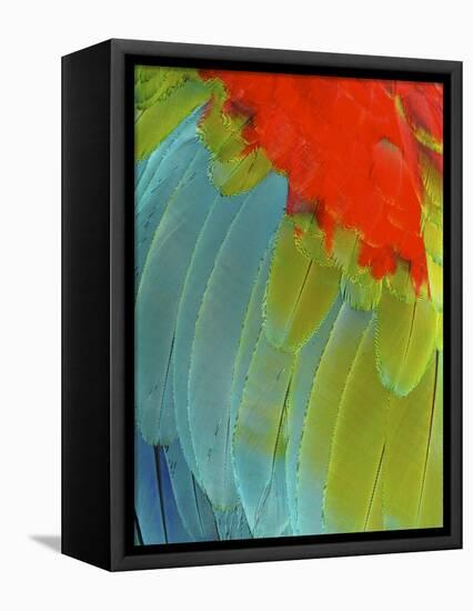 Scarlet Macaw (Ara Macao), Argentina-Andres Morya Hinojosa-Framed Stretched Canvas