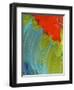 Scarlet Macaw (Ara Macao), Argentina-Andres Morya Hinojosa-Framed Photographic Print