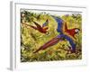 Scarlet Macaw (Ara Macao), Psittacidae-null-Framed Giclee Print