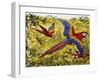 Scarlet Macaw (Ara Macao), Psittacidae-null-Framed Giclee Print