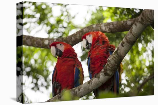 Scarlet Macaw (Ara Macao) Wild, Chiapas State, Mexico-Michel Benoy Westmorland-Stretched Canvas
