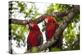 Scarlet Macaw (Ara Macao) Wild, Chiapas State, Mexico-Michel Benoy Westmorland-Stretched Canvas