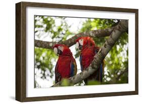 Scarlet Macaw (Ara Macao) Wild, Chiapas State, Mexico-Michel Benoy Westmorland-Framed Photographic Print