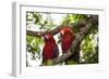 Scarlet Macaw (Ara Macao) Wild, Chiapas State, Mexico-Michel Benoy Westmorland-Framed Photographic Print