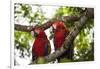 Scarlet Macaw (Ara Macao) Wild, Chiapas State, Mexico-Michel Benoy Westmorland-Framed Photographic Print