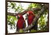 Scarlet Macaw (Ara Macao) Wild, Chiapas State, Mexico-Michel Benoy Westmorland-Framed Photographic Print