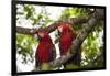 Scarlet Macaw (Ara Macao) Wild, Chiapas State, Mexico-Michel Benoy Westmorland-Framed Photographic Print