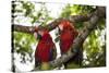 Scarlet Macaw (Ara Macao) Wild, Chiapas State, Mexico-Michel Benoy Westmorland-Stretched Canvas