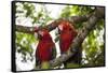 Scarlet Macaw (Ara Macao) Wild, Chiapas State, Mexico-Michel Benoy Westmorland-Framed Stretched Canvas