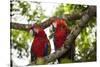 Scarlet Macaw (Ara Macao) Wild, Chiapas State, Mexico-Michel Benoy Westmorland-Stretched Canvas