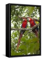 Scarlet Macaw (Ara Macao) Wild, Chiapas State, Mexico-Michel Benoy Westmorland-Framed Stretched Canvas