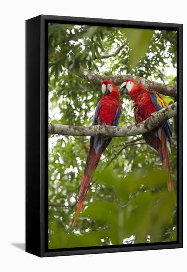 Scarlet Macaw (Ara Macao) Wild, Chiapas State, Mexico-Michel Benoy Westmorland-Framed Stretched Canvas