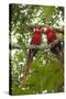 Scarlet Macaw (Ara Macao) Wild, Chiapas State, Mexico-Michel Benoy Westmorland-Stretched Canvas