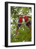 Scarlet Macaw (Ara Macao) Wild, Chiapas State, Mexico-Michel Benoy Westmorland-Framed Photographic Print