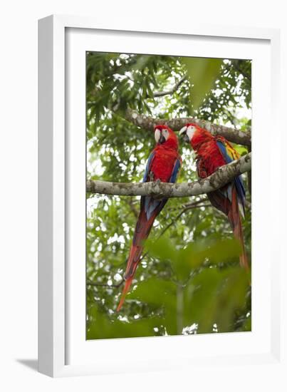 Scarlet Macaw (Ara Macao) Wild, Chiapas State, Mexico-Michel Benoy Westmorland-Framed Photographic Print