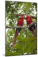Scarlet Macaw (Ara Macao) Wild, Chiapas State, Mexico-Michel Benoy Westmorland-Mounted Photographic Print